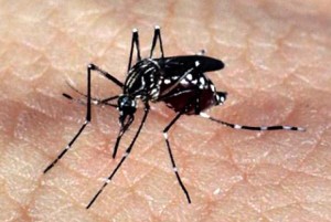 O mosquito Aedes aegypti, responsável pela transmissão dos vírus da dengue, febre chikungunya e Zika (Foto: Agência Brasil/Arquivo)