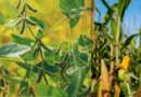 El Niño aumenta atenção para estresse hídrico na safra 26/27