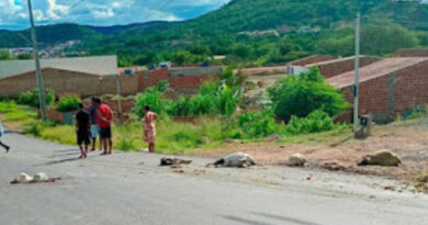 Caminhão atropela e mata diversas ovelhas no anel viário de Andorinha