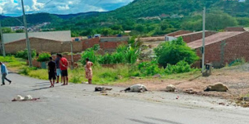 Caminhão atropela e mata diversas ovelhas no anel viário de Andorinha
